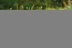 Nici 48607 Alpaka Chic Paka 35cm Stehend Plüsch Kuscheltier GREEN -Nici Store 48607 14 48603 48605 48609 Milieu 2048x1366lR4UoePDrjYhq 1